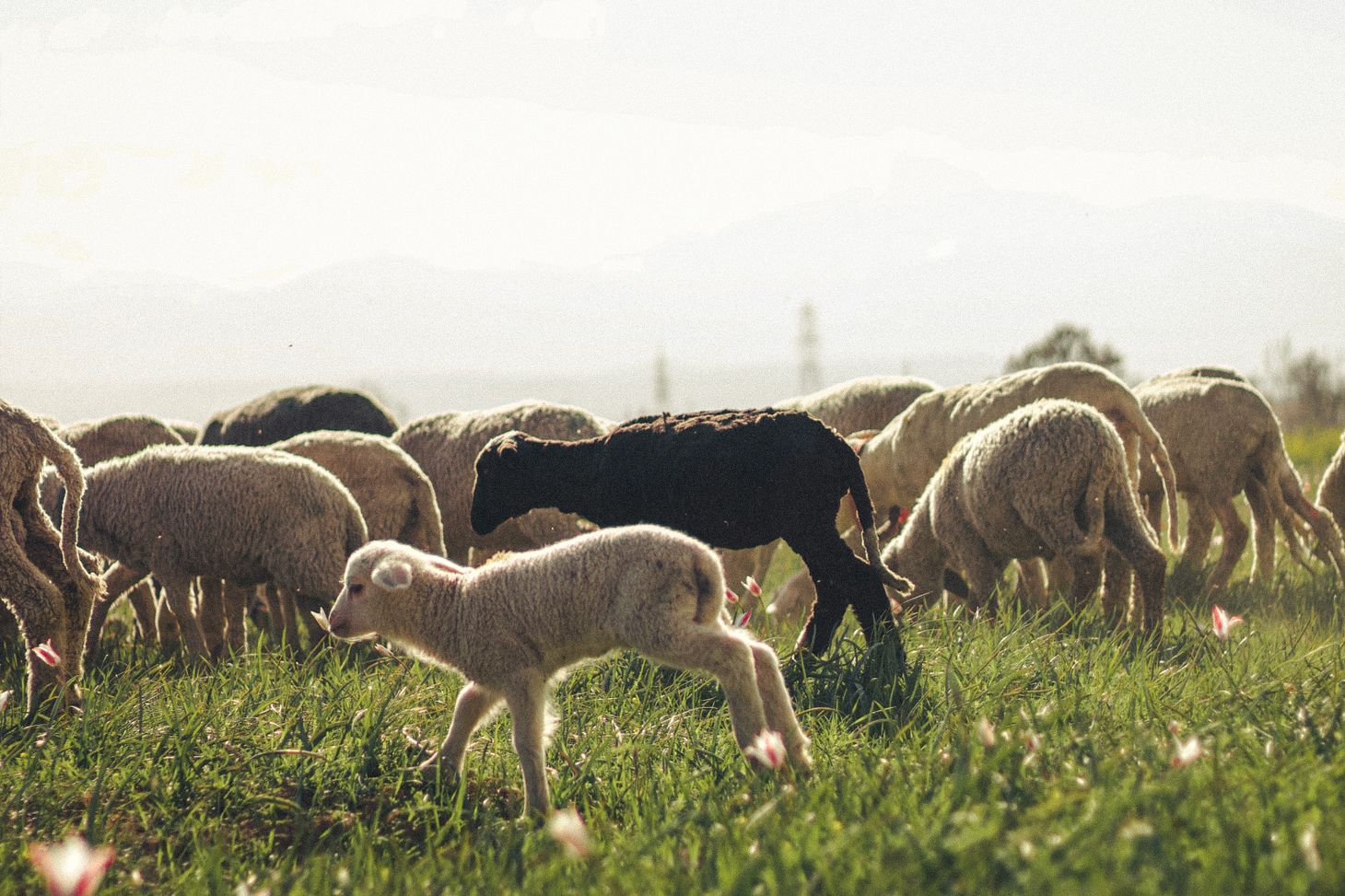 Photo de Ehaan Dewa: https://www.pexels.com/fr-fr/photo/moutons-paissant-paisiblement-dans-un-champ-ensoleille-31622282/