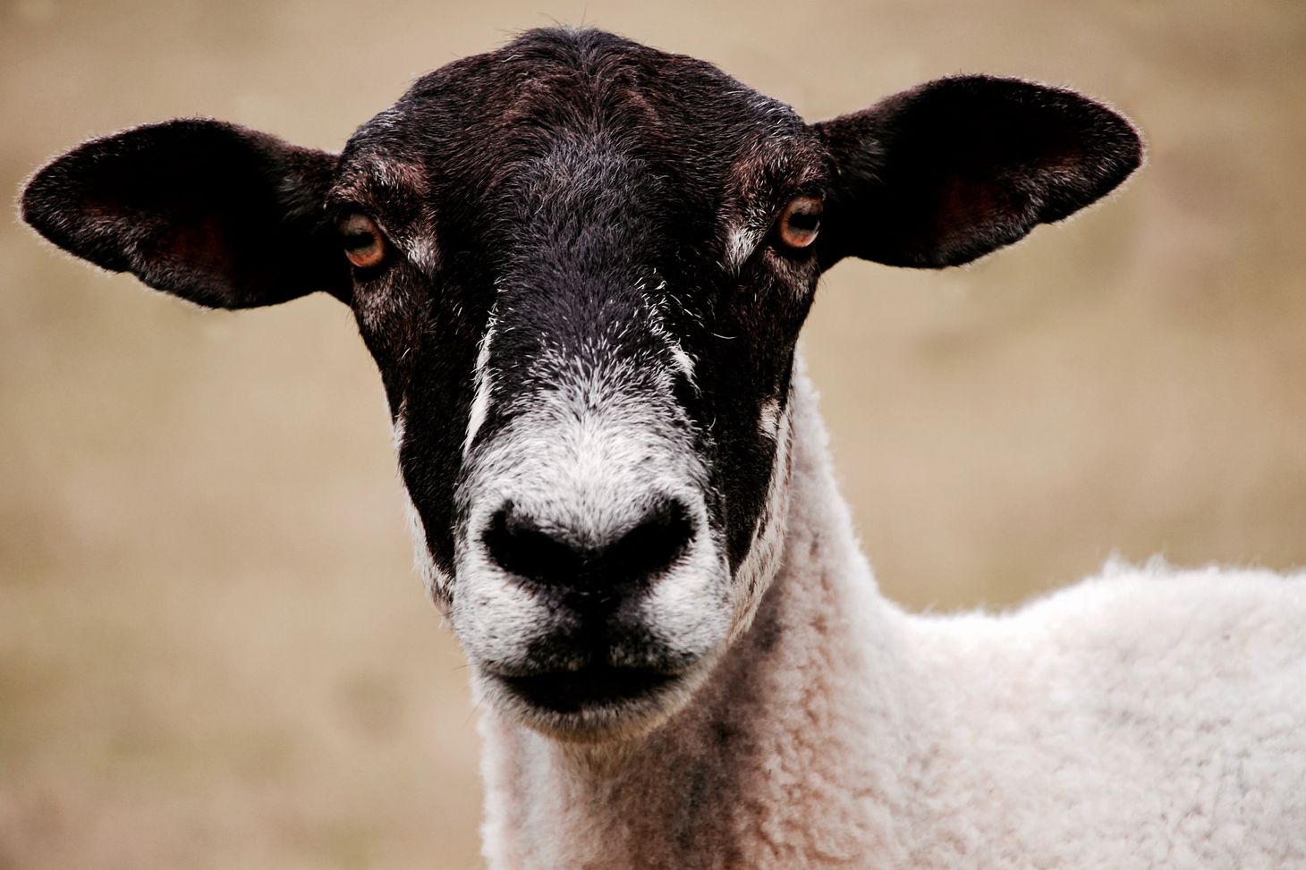 Photo de Leon Woods: https://www.pexels.com/fr-fr/photo/chevre-noir-et-blanc-599041/