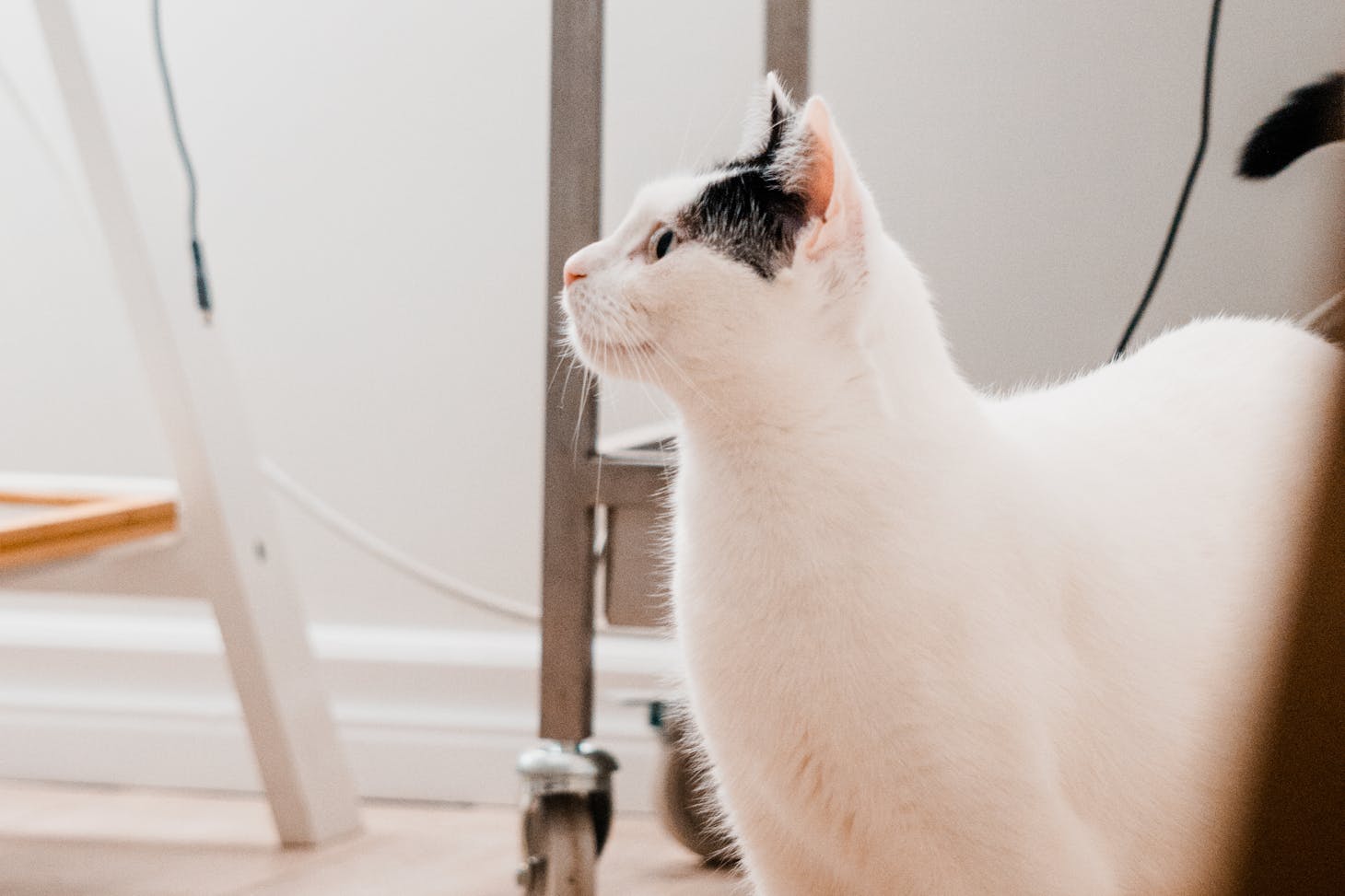 Photo de Mathieu Deslauriers: https://www.pexels.com/fr-fr/photo/animal-de-compagnie-blanc-sol-plancher-19065345/