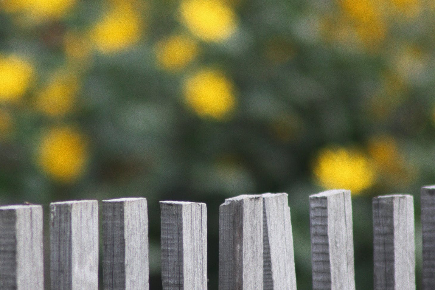 Photo de Mister Lis: https://www.pexels.com/fr-fr/photo/photographie-selective-d-une-cloture-en-bois-9451257/