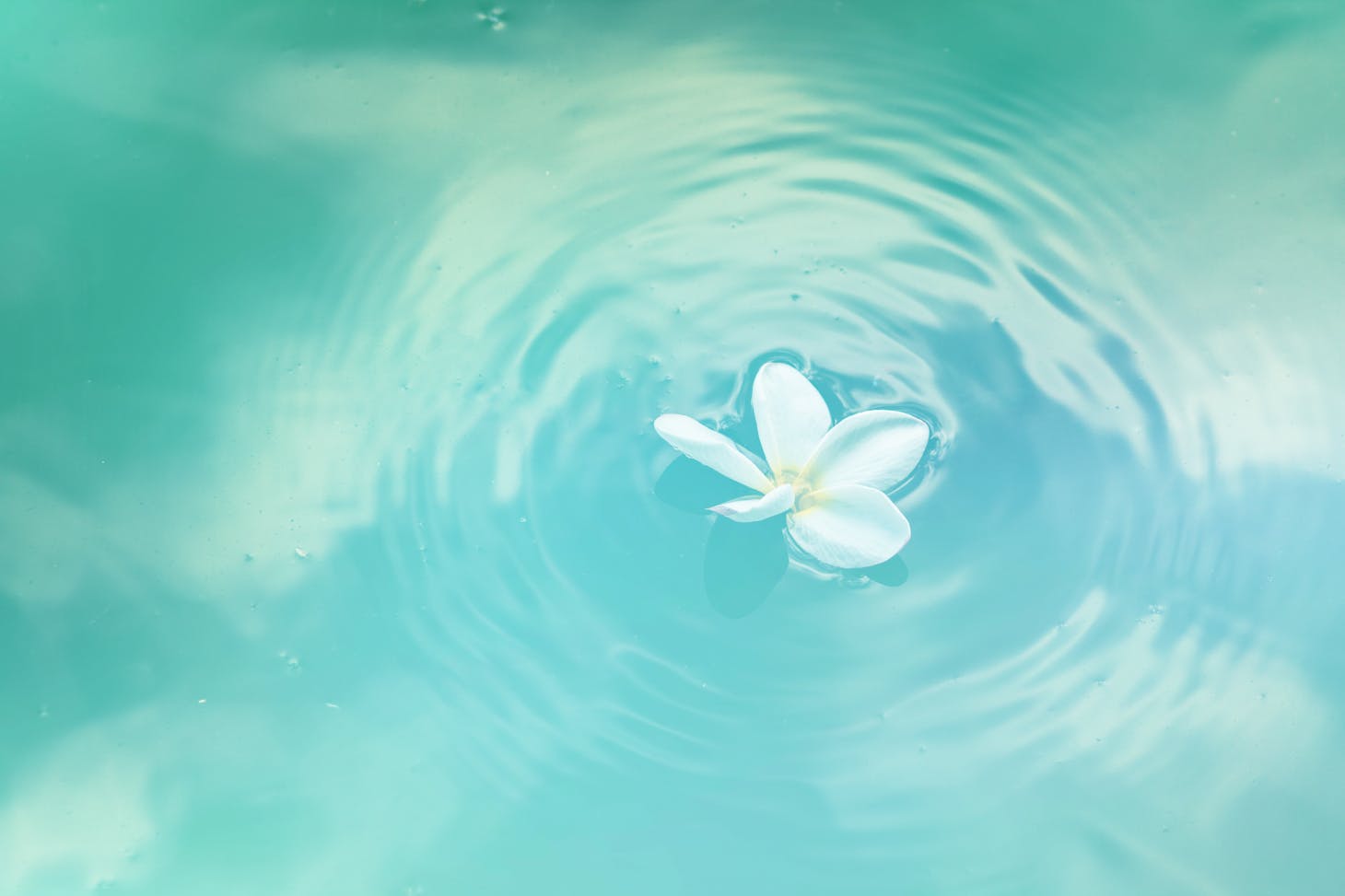 Fleur De Plumeria Blanc Sur L'eau