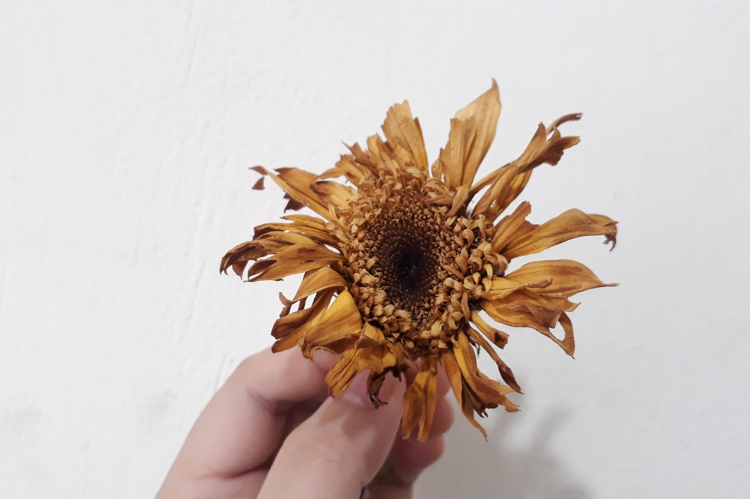 Photo de Rona Mae Sude: https://www.pexels.com/fr-fr/photo/petales-conserve-tournesol-patine-8780725/