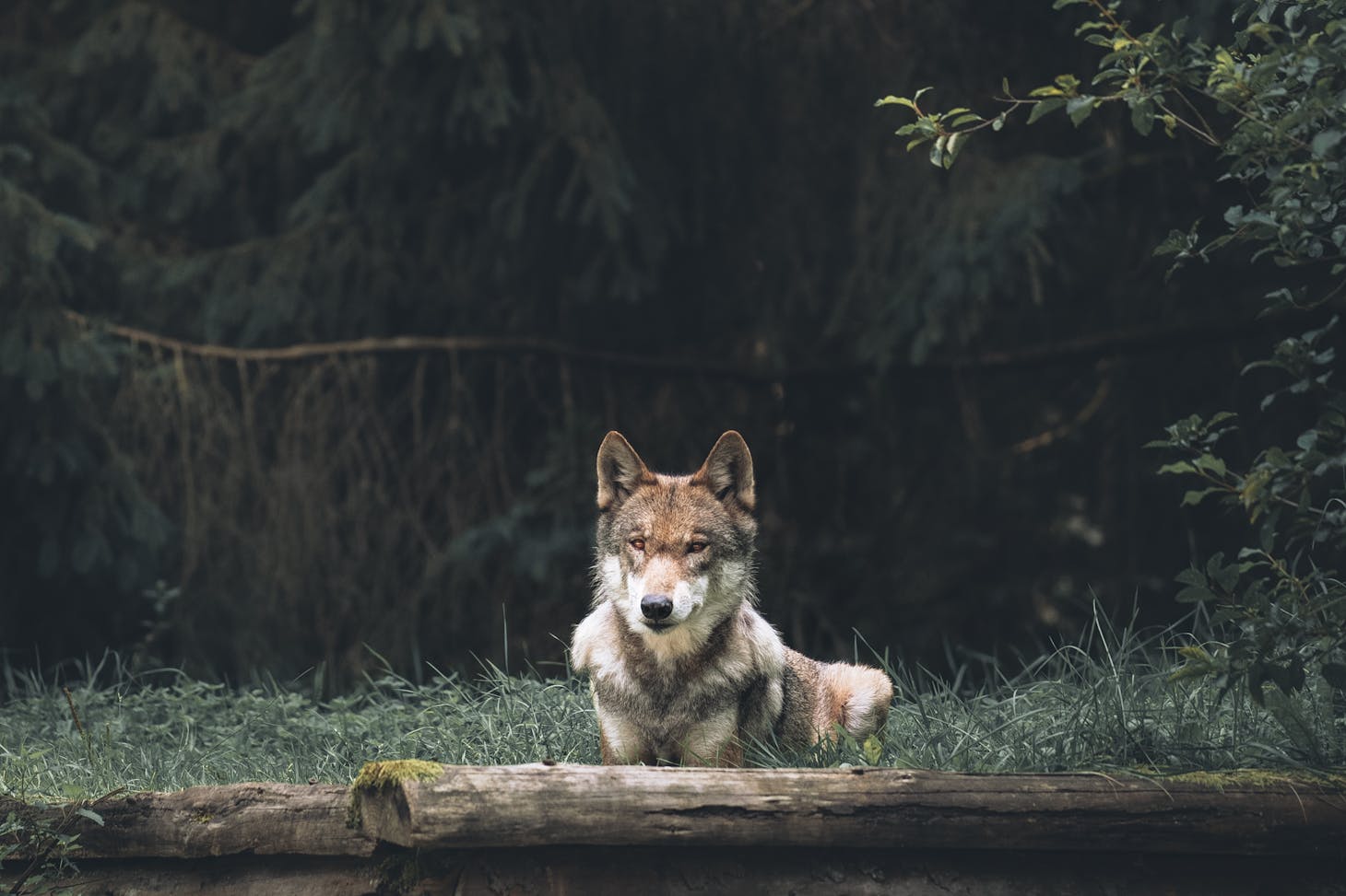 Photo de Toby Christopher: https://www.pexels.com/fr-fr/photo/loup-couche-a-la-lisiere-de-la-foret-18290167/
