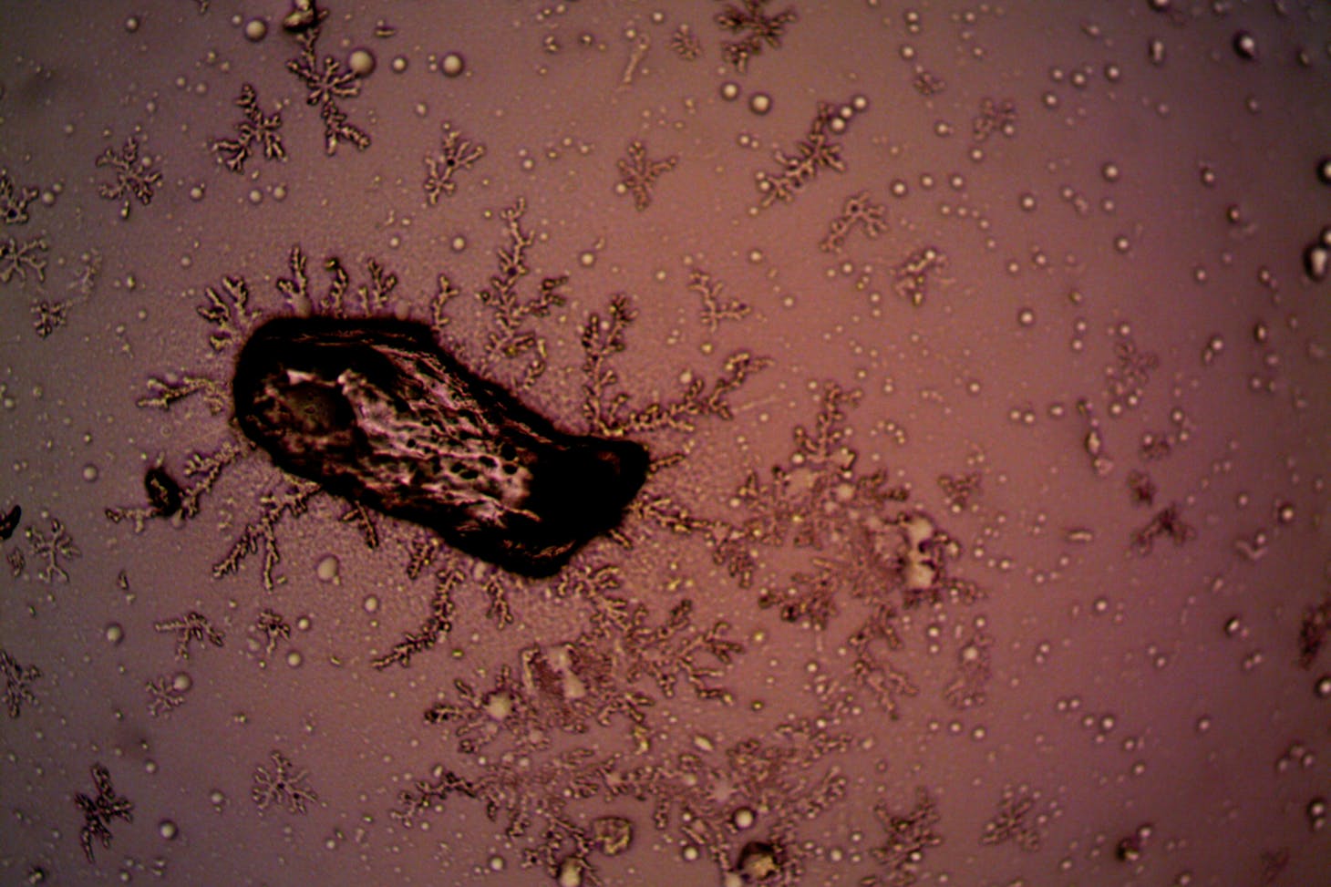 Photo de turek: https://www.pexels.com/fr-fr/photo/abstrait-rose-rechercher-science-9007761/