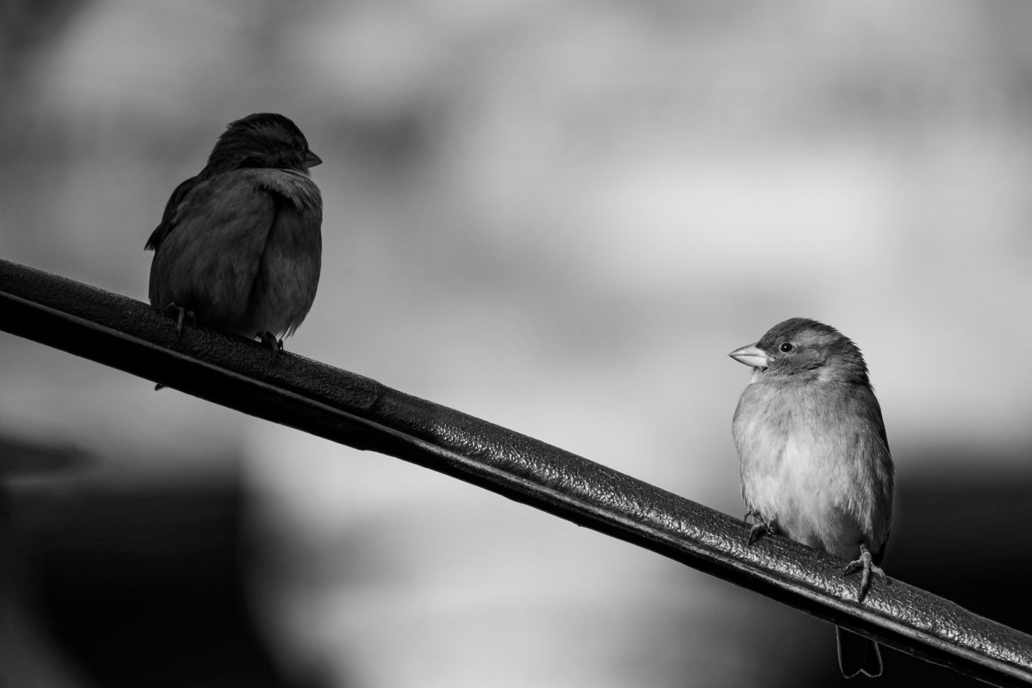 Photo de wal_ 172619: https://www.pexels.com/fr-fr/photo/photo-noir-et-blanc-de-deux-moineaux-perches-36338201/
